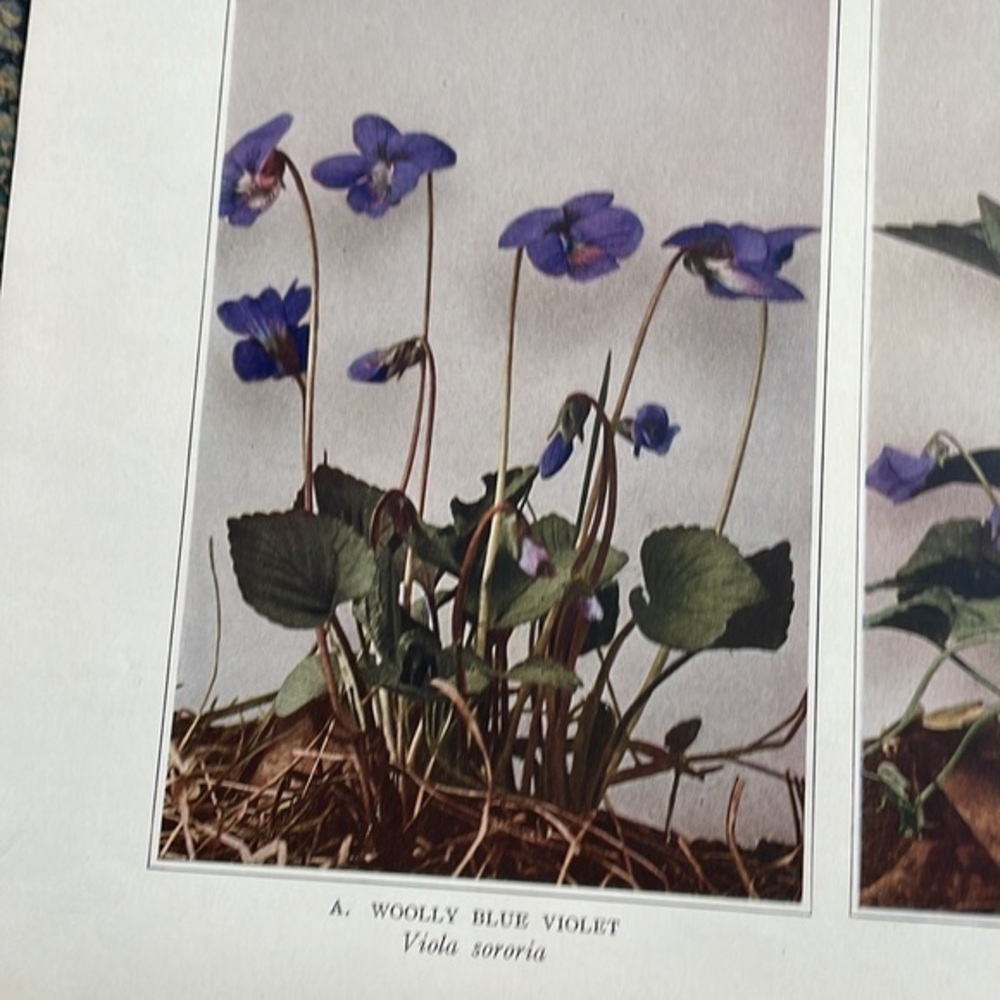 🌹FREE w/0urchase Antique Botanical Plant Print Original 100 years old vintage